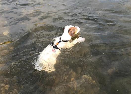 Fiete macht sein Seepferdchen im Rhein