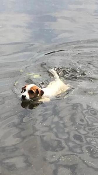 Daisy hat schon den Freischwimmer
