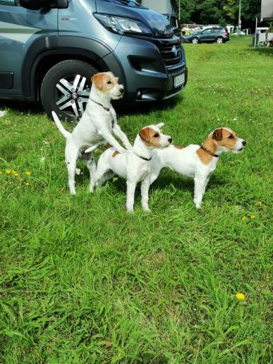 Ilka, Ylvie und Nala