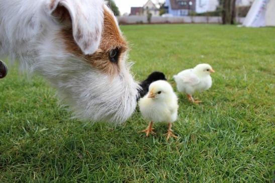 Luzie mag Hühner und Hasen