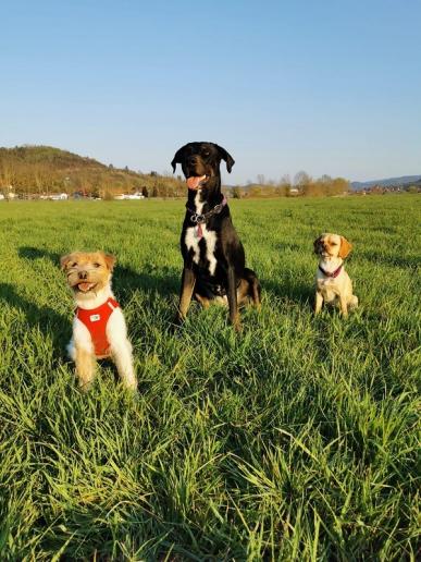 Milenas kleiner Engel mit Hundefreunden