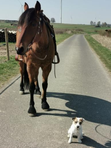 Maggie der kleine Reitbegleithund, wird selbst von der Nachbarschaft geliebt.