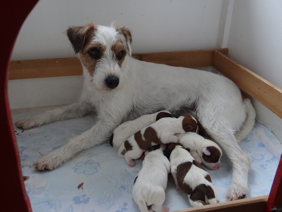 Ylvie  3Rüden  2Hündinnen