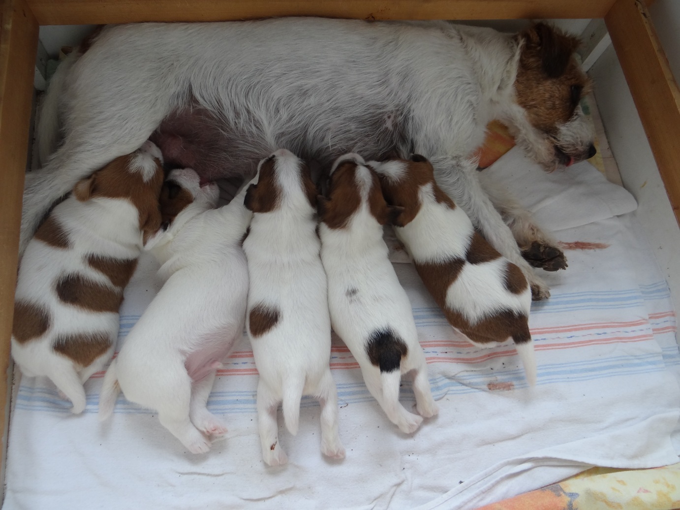 Ylvie hat ordentlich Milch, deshalb sind die Kleinen noch sehr ruhig und zufrieden