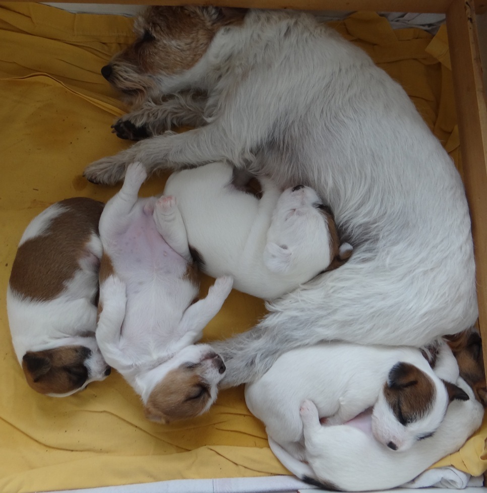 Jetzt auch auch noch die 13 jährige Uroma, Merle, übernommen