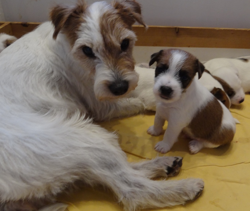 man bekommt Merle kaum mehr aus der Wurfkiste