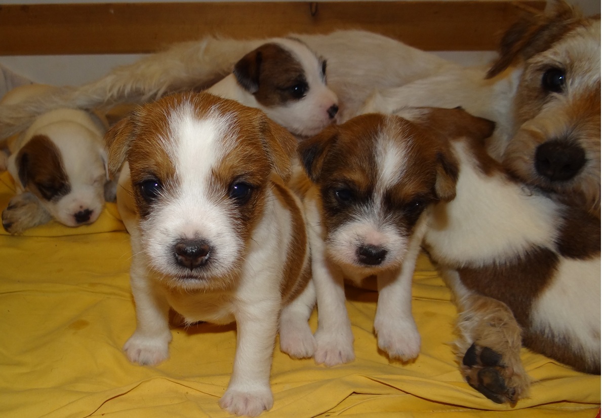 sie sind schon sehr hübsch