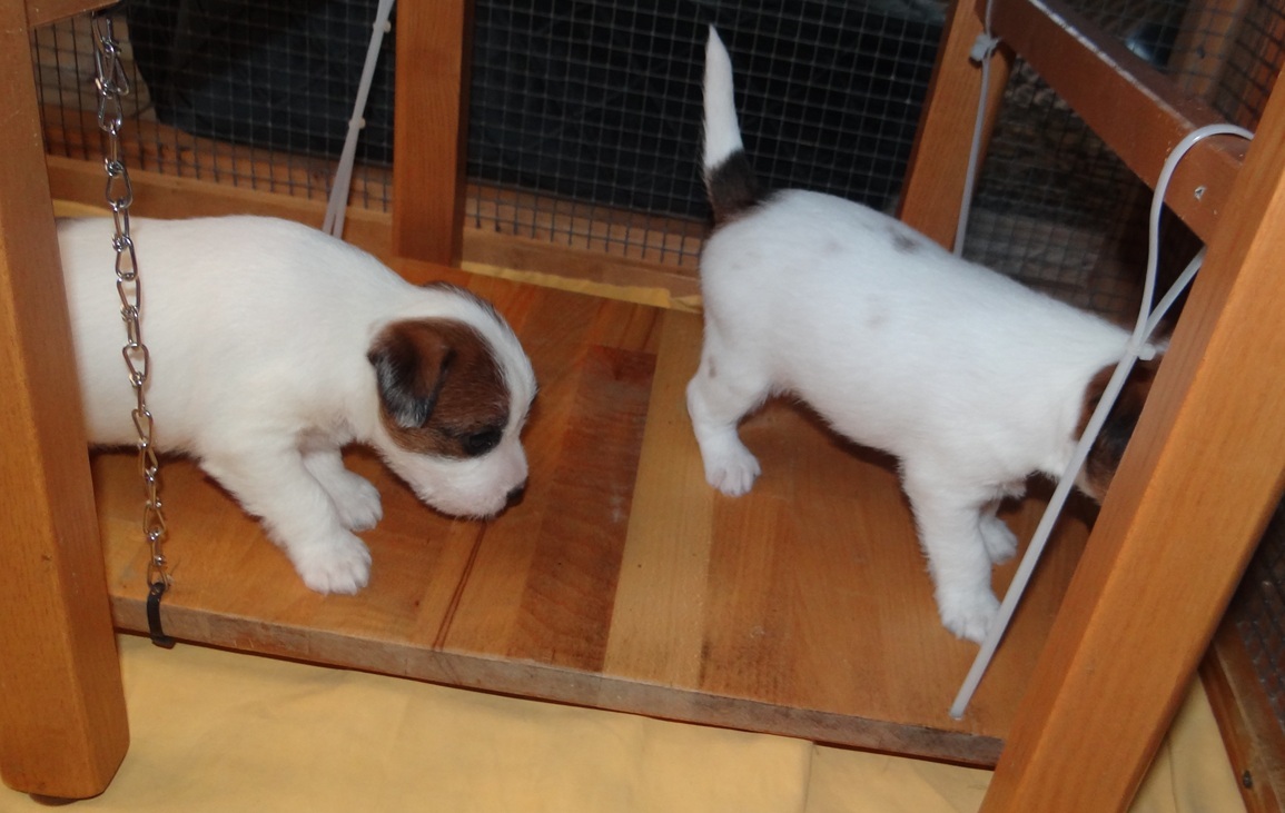 Das Wackelbrett lieben alle Welpen