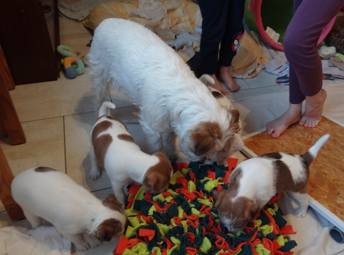 Schnüffelteppich von Spilly Design